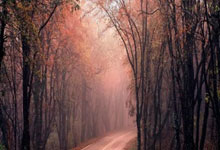 武汉女足亚冠赢球，没想到浦和红钻女足主教练因此而下课.：狗子28